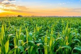 Agriculture